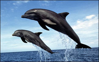 مشاهده دلفین در کارون تأیید و صید دلفین‌ تکذیب شد
