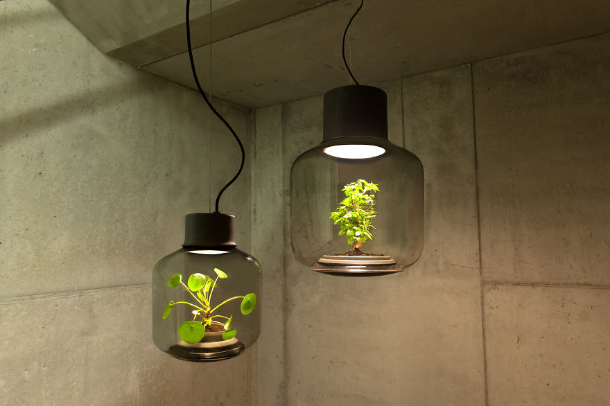 گیاهان درون لامپ+تصاویر