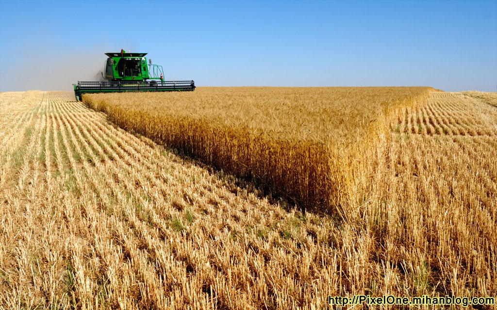 واردات گندم با محدودیت و ممنوعیت انجام می شود