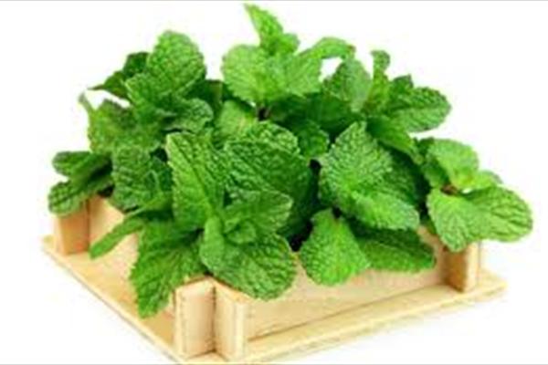 کاشت گیاه دارویی نعناع در رشتخوار خراسان رضوی آغاز شد