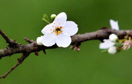 بهار، نمادی از رستاخیز