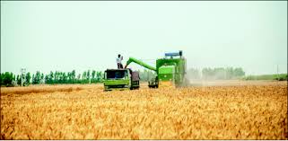 آفت زدایی ۱۳۰هزار هکتار از مزارع گندم استان لرستان