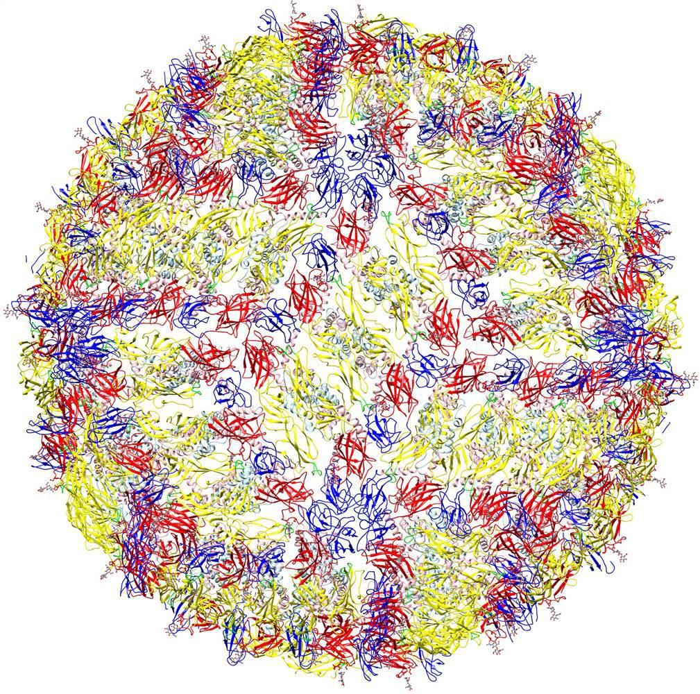 ساختار ویروس زیکا برای نخستین بار مشخص شد