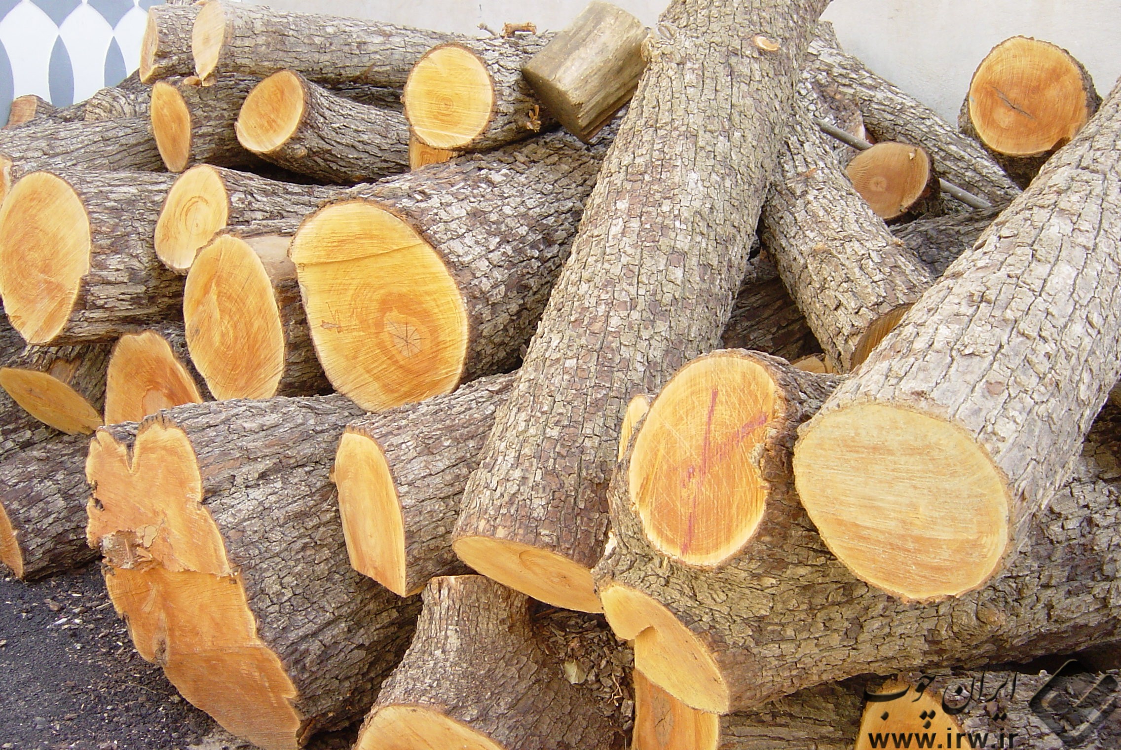 کشف ۱۰ تن چوب جنگلی قاچاق در تربت‌حیدریه 