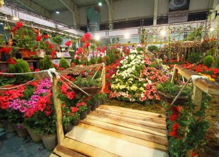 نمایشگاه گل و گیاه در محلات برپا شد