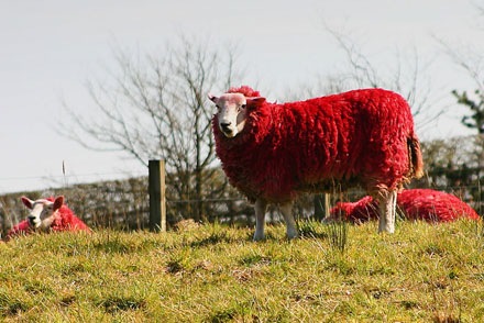 گوسفندهای قرمز رنگ در اسکاتلند+تصاویر