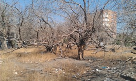  ردپای مافیای قطع درختان در پایتخت