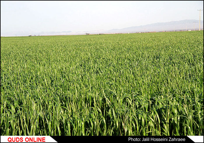 برقراری ارتباطات تحقیقات کشاورزی ایران با ۳ عضو اتحادیه اروپا