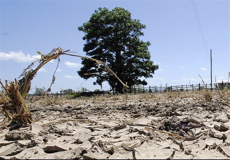 ۵۵۰ هزار هکتار از جنگل‌های لرستان دچار خشکیدگی شد