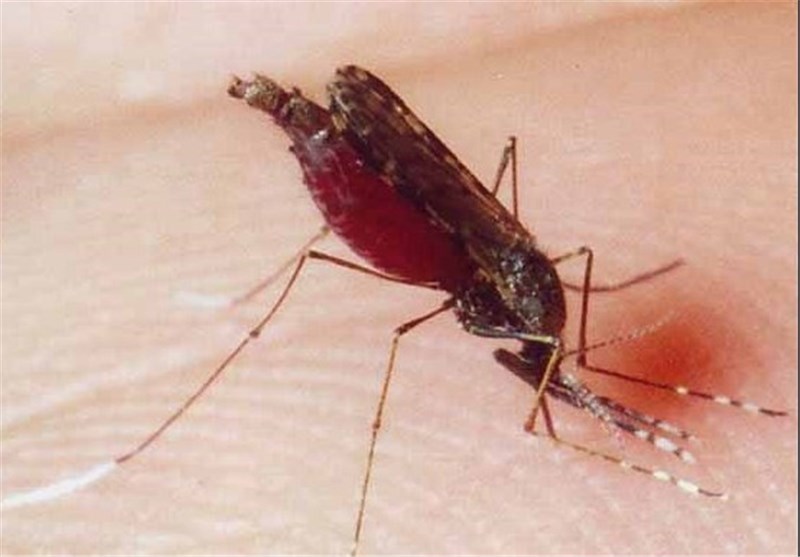 خطر بازگشت مالاریا 