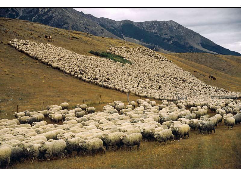 نجات سه چوپان و ۹۰ راس گوسفند 