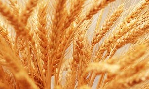 واردات گندم افزایش یافت/لوبیای سویا صدرنشین کالاهای وارداتی 