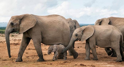 تا ۱۰ سال دیگر ممکن است دیگر کسی فیل‌ها را نبیند؟/نگرانی جهانی از انقراض نسل 