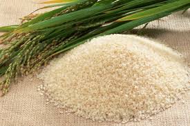   برنج تراریخته در کشور کشت نمی‌شود
