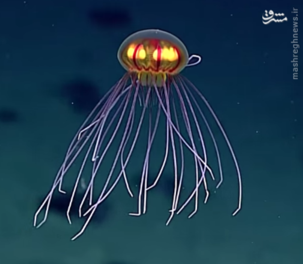 عروس دریایی عجیب شبیه بشقاب‌پرنده + تصاویر 