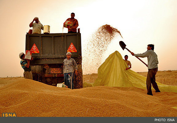  خرید ۱۰ میلیون تن گندم از کشاورزان