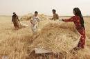 پیش بینی افزایش ۲۵ درصدی تولید گندم در خراسان شمالی