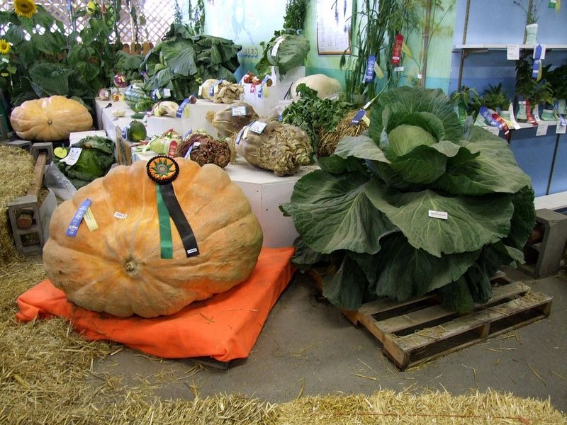 سبزیجات غول پیکر آلاسکا