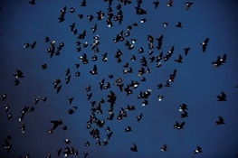 نقاشی در آسمان شب با استفاده از کبوترها 