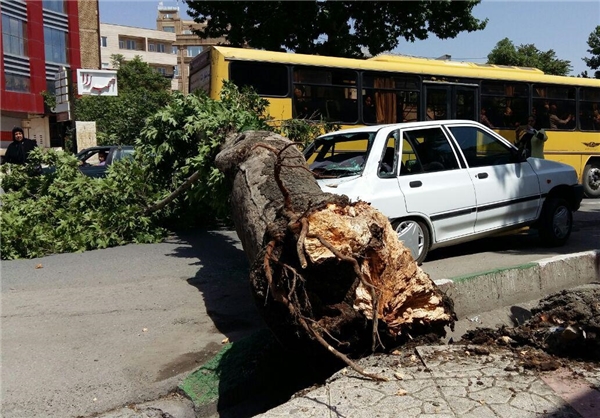 سقوط درخت بر روی پراید در کرمانشاه + تصاویر