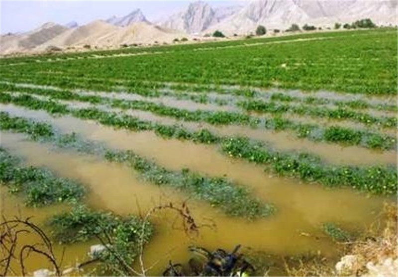 با بارش های مناسب وضعیت کشاورزی دیم بهبود یافته است  