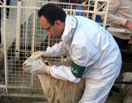 اجرای طرح مطالعه آلودگي انگلي گوسفند و بز در سطح استان یزد