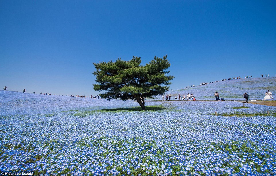 عکس/ گل فرش در ژاپن