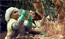 اقدام غیرانسانی شرکت‌های صنایع غذایی آمریکا/کارگرانی که مجبورند «پوشک» بپوشند
