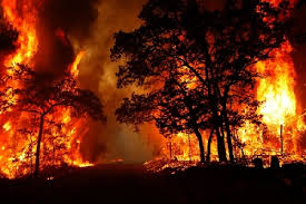  ۲۵ درصد از آتش سوزی‌ها در کشور عمدی است 