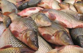 توزیع کننده ماهی فاسد در سبزوار بازداشت شد