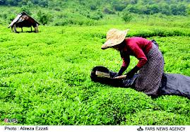 انتقاد رئیس سازمان چای از کاهش تعرفه واردات چای 