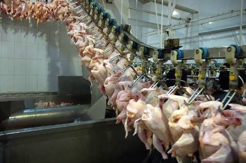  رییس انجمن پرورش دهندگان مرغ گوشتی: کاهش تقاضا، قیمت مرغ را پایین آورد