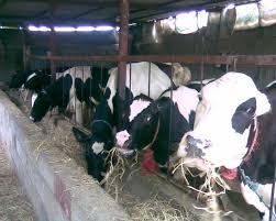 افزایش قیمت تولید محصولات گاوداری/ کاهش ۰.۳۷ درصدی قیمت شیر زمستان ۹۴