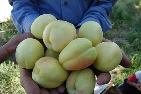 پیش بینی تولید بیش از ۳۱هزار تن زردآلو در استان یزد 