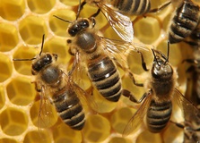 طرح آمارگیری از بهره‌ برداری‌های پرورش زنبور عسل در گیلان اجرا می شود