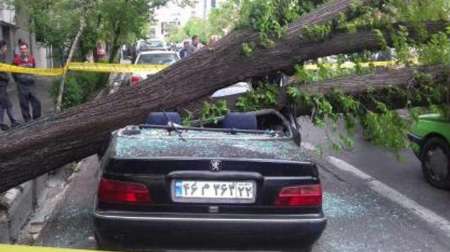 پنج مورد سقوط درخت روی خودرو در مشهد 