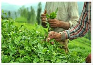 افزایش ۳۵ درصدی تولید برگ سبز چای
