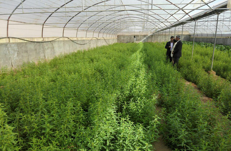 افتتاح نخستین گلخانه گیاهان دارویی در شهرستان اشکذر