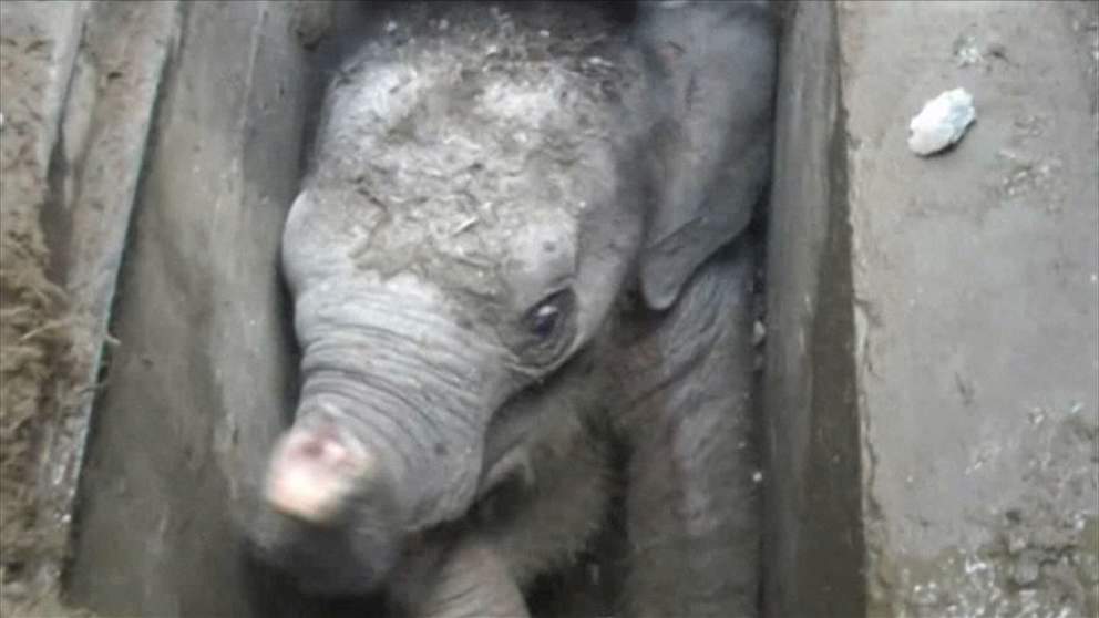 فیـلم / نجات بچه فیل از کانال