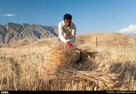 ۲۱هزار تن گندم از مزارع سبزوار برداشت می شود