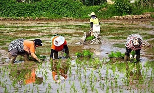 تولید برنج از مرز 2 میلیون تن گذشت