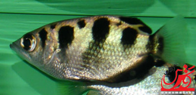 آموزش تشخیص چهره به ماهی ها توسط جانورشناسان