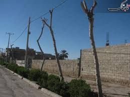  بالغ‌ بر ۲۳۰۰ اصله درخت در منطقه ثامن مشهد هرس شدند