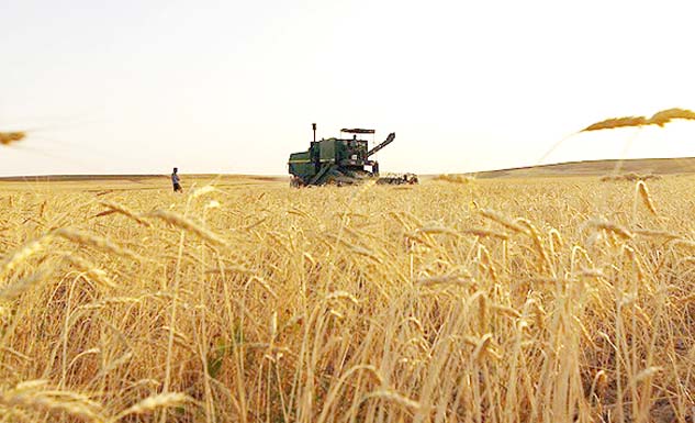 تولید بیش از ۱۳ میلیون تنی گندم در سال جاری