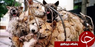 چینی‌ها ۱۰ هزار سگ را ظرف ۱۰ روز می‌خورند!+تصاویر