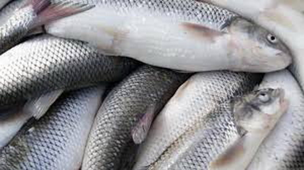 سرانه مصرف ماهی در البرز پایین تر از متوسط کشوری است