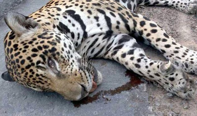 کشته شدن یوزپلنگ در مراسم حمل مشعل ریو + عکس
