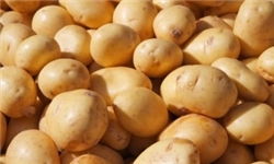 تولید ۲۰ هزار تن سیب‌زمینی و هویج در شهرستان بناب