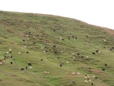 دام‌های آذربایجان غربی مراتع را می‌بلعند