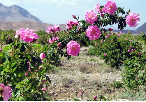 استان قابلیت تولید گل محمدی با کیفیت را دارد 